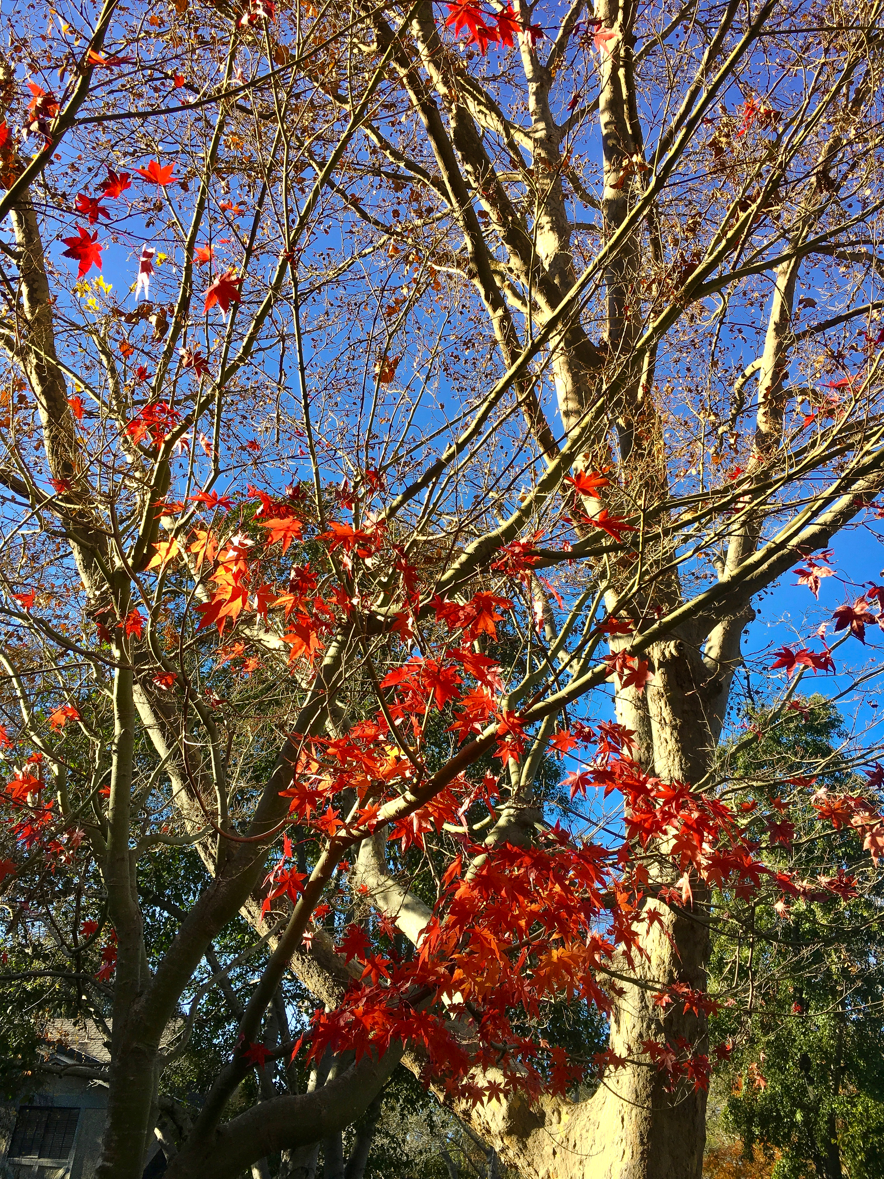 Maple Early Winter-4267