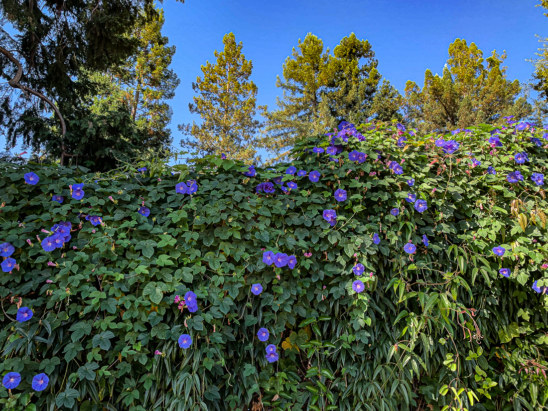 Morning glories-7321