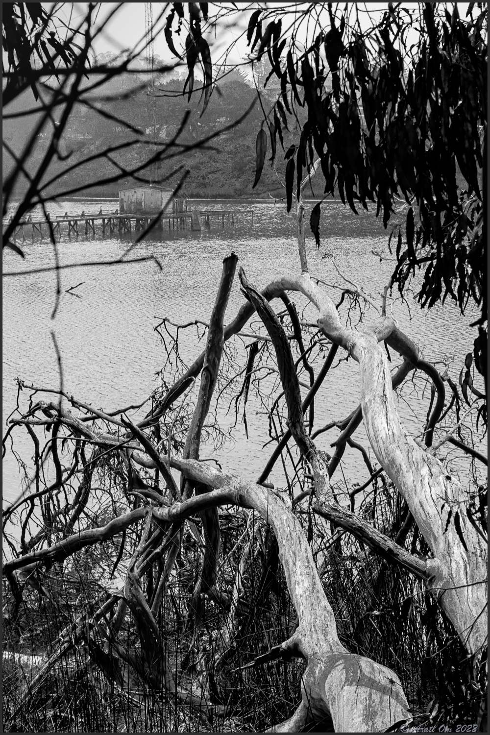 Monochrome Mondays: Fallen&nbsp;eucalyptus