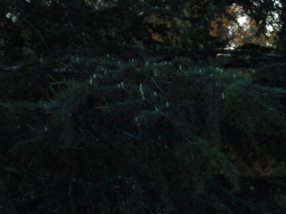 Pine tree at 246 CWW