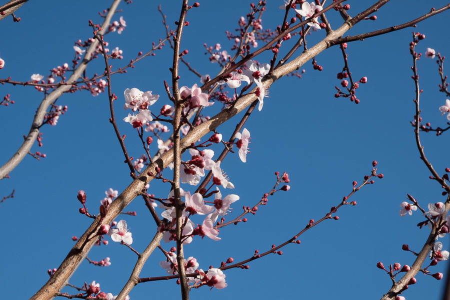 Plum Tree-0651