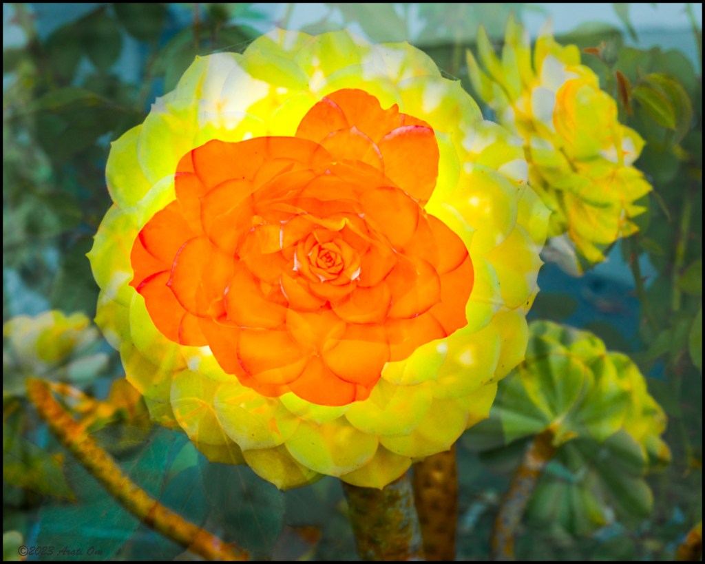 Succulents beholding a&nbsp;rose