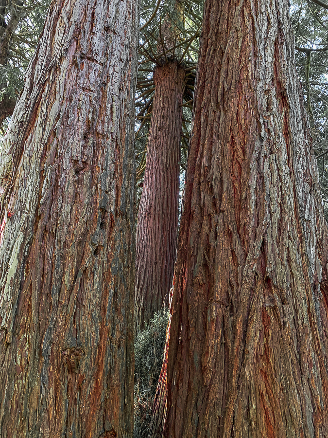 Lens Artists- Refuge-9682-2