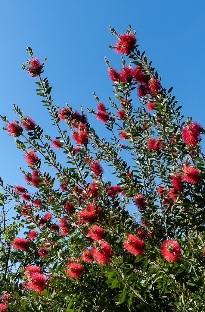 WW-Red flower bush-0554