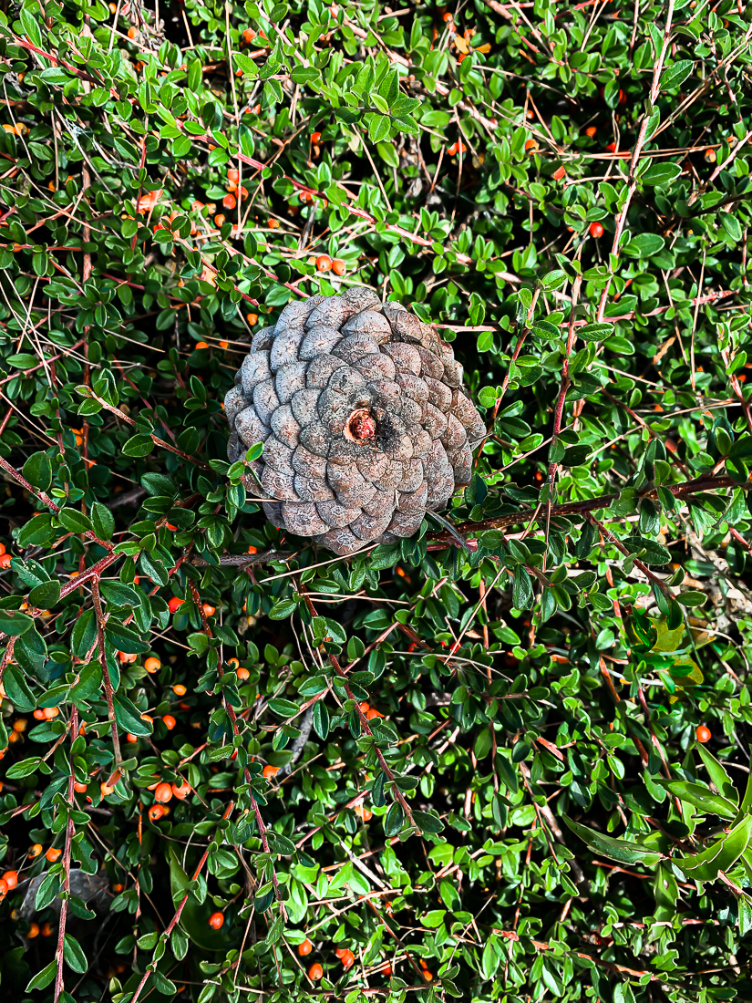 WW-Pine cone and berries-7486