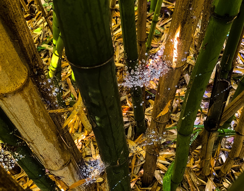 Floating Water Drops - Bamboo-9664-2