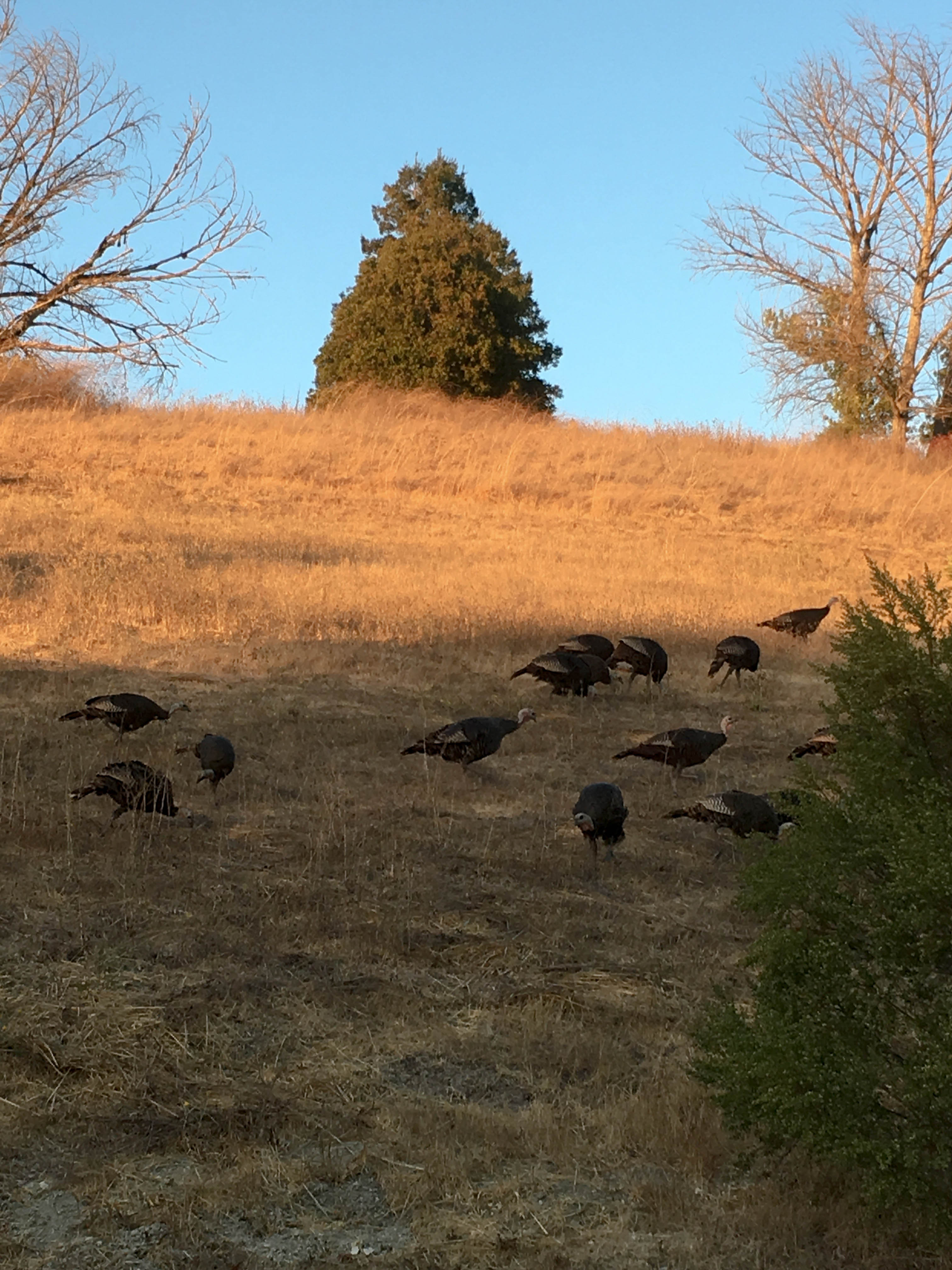 turkeys-1
