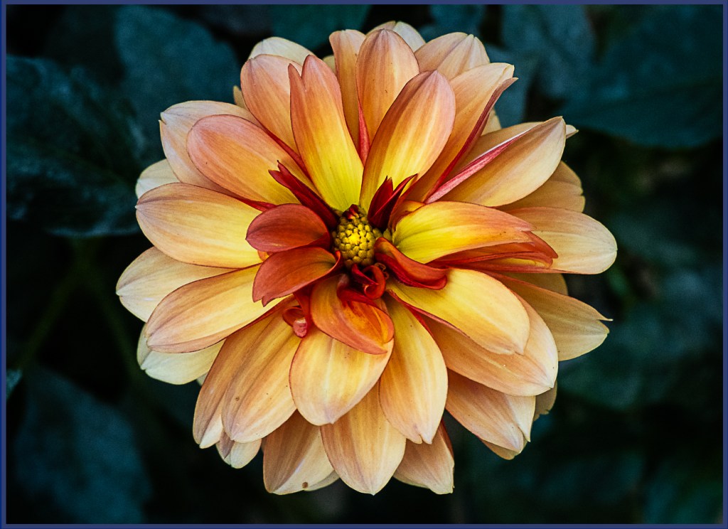 Dahlia – last offering of&nbsp;2020