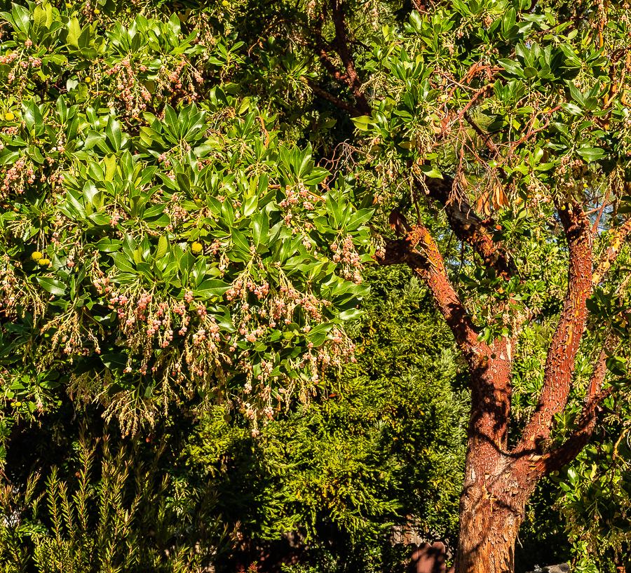 Flowering Madrone-0011-2