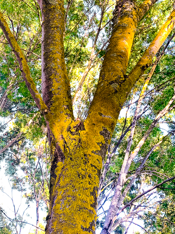 WW-Painted lichen-9593-3