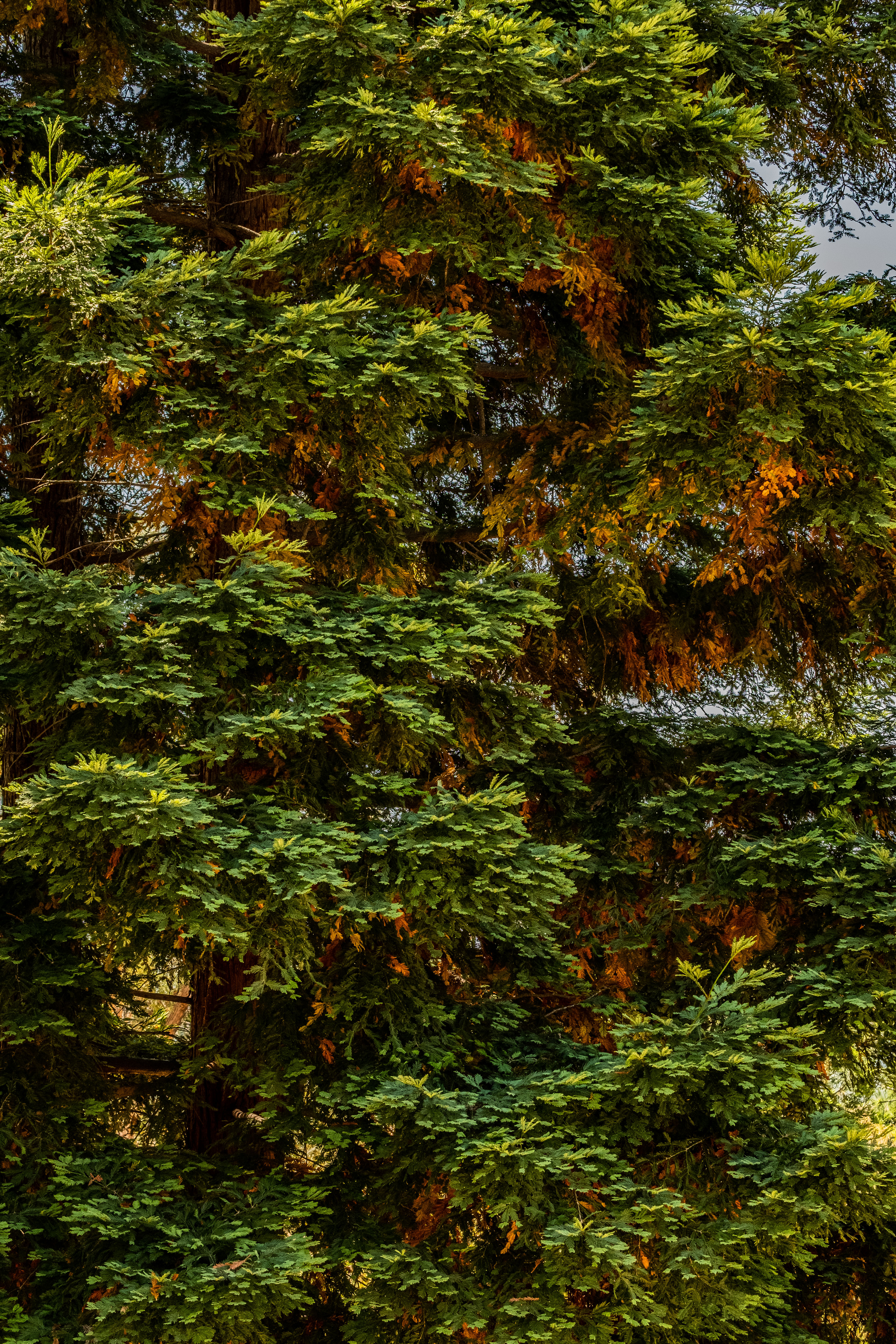 Redwoods fall colors-2201