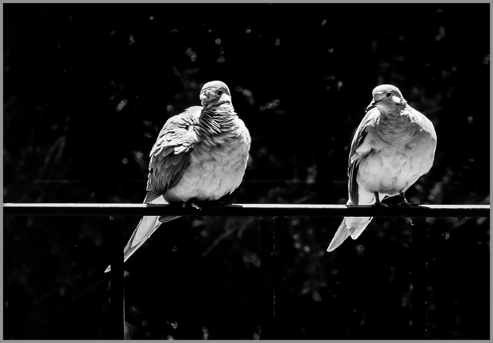 Mourning doves