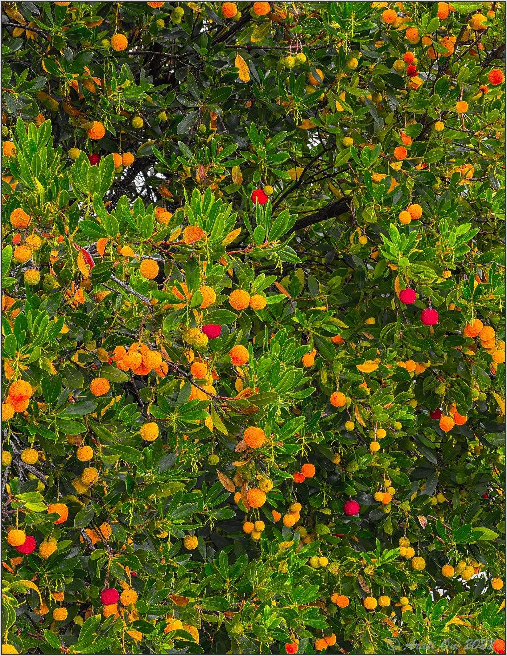 Strawberry tree – Arbutus&nbsp;unendo