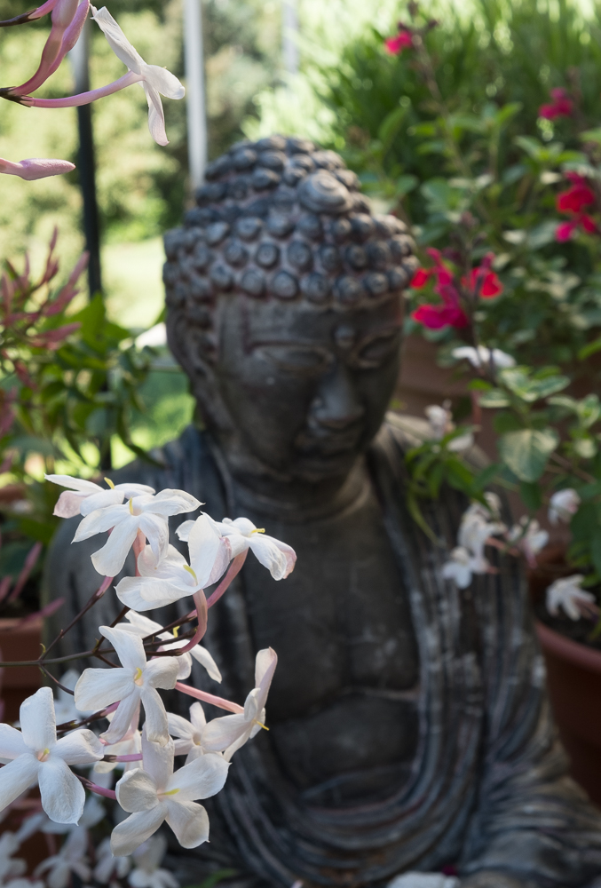 Buddha w Jasmin 2-1005
