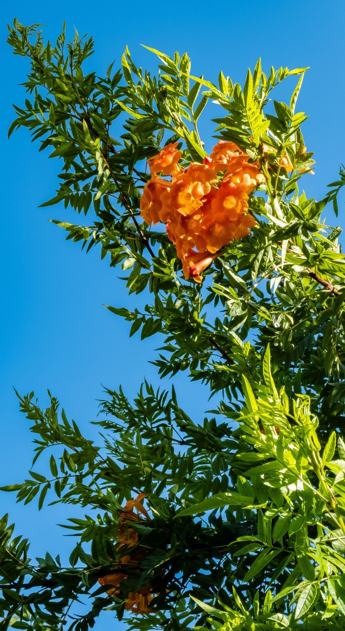 Berkeley stroll-1710