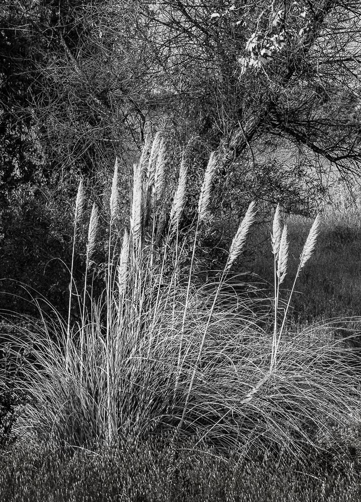 Monochrome Mondays: Paint&nbsp;brushes