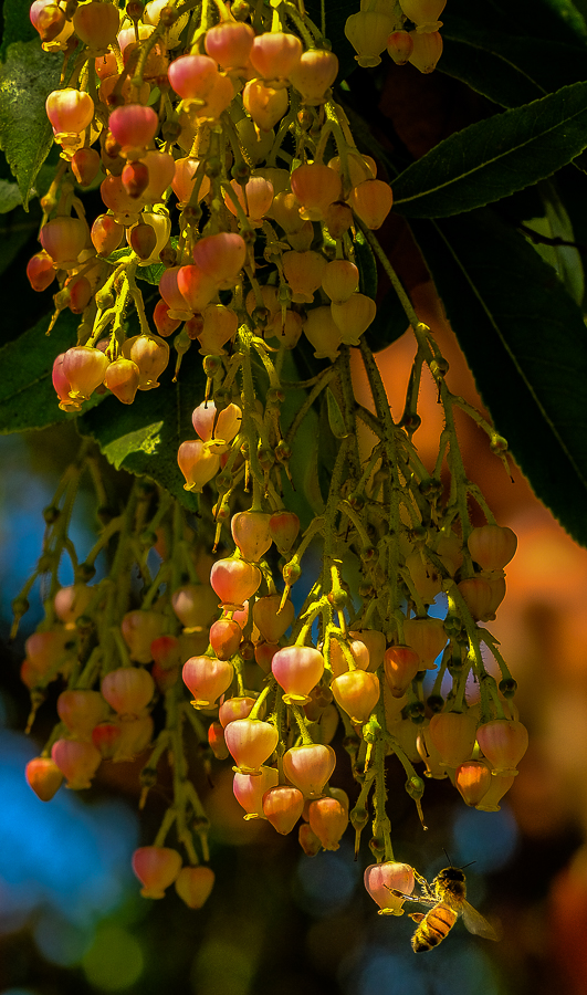 Bee visiting madrone