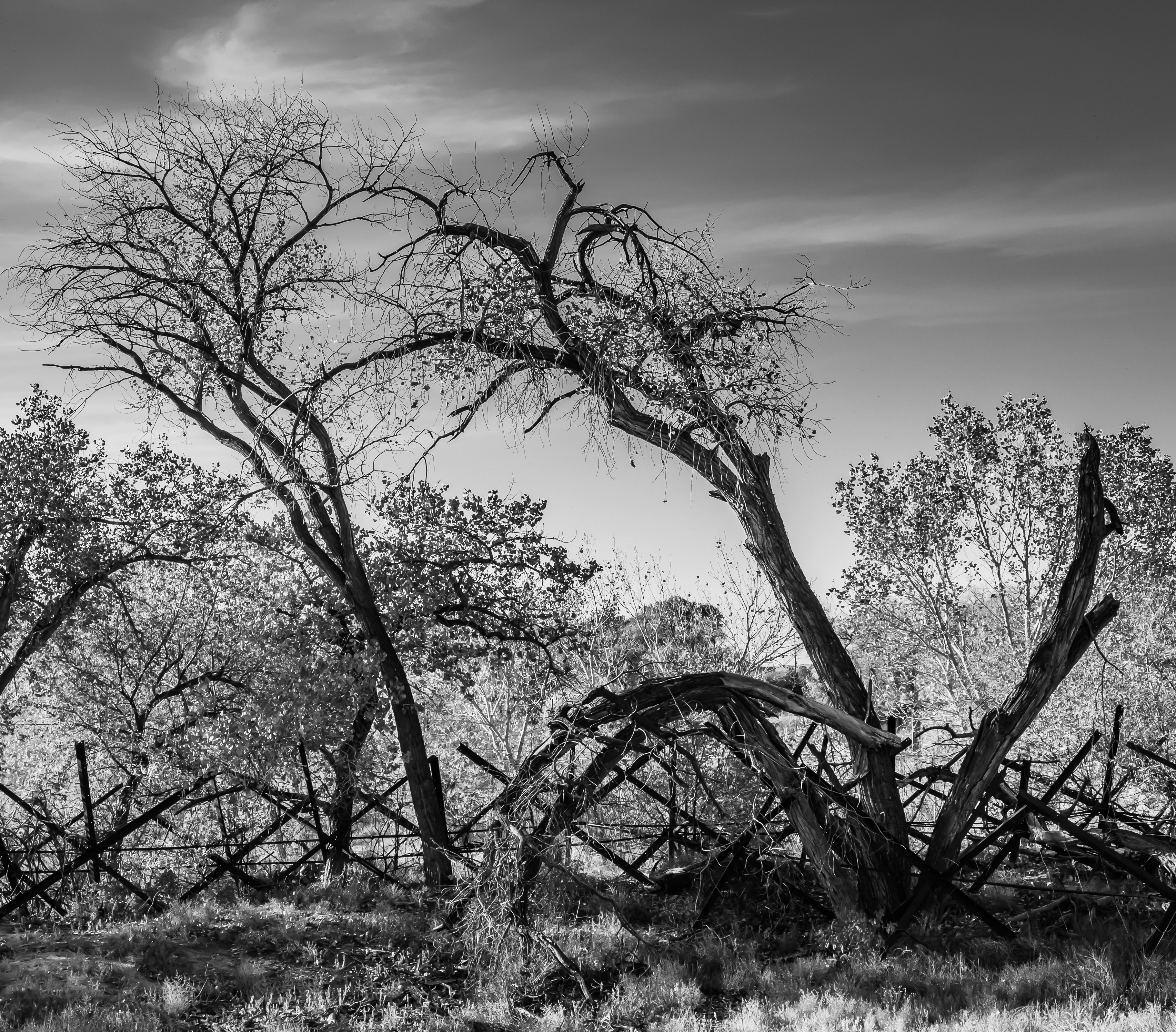 Afternoon along the Rio Grande-2833