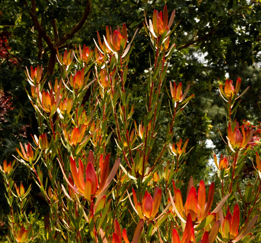 Earth Day Fire Flowers-1202