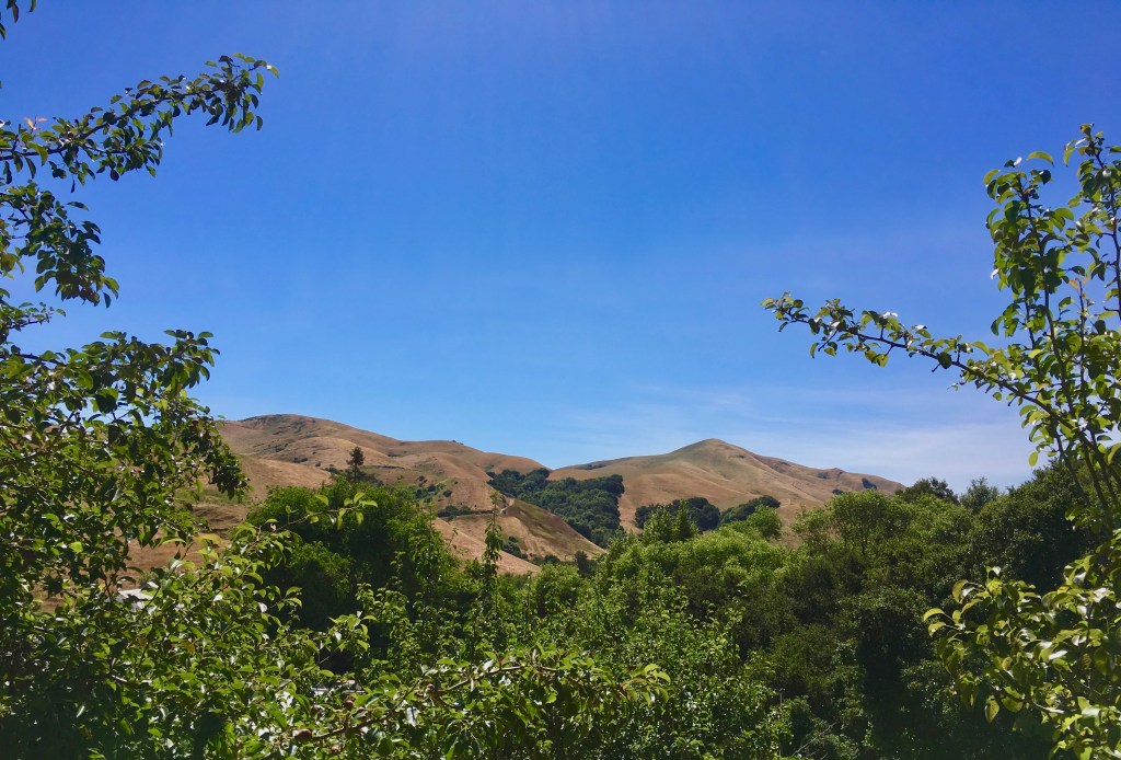 Spring fading into&nbsp;Summer