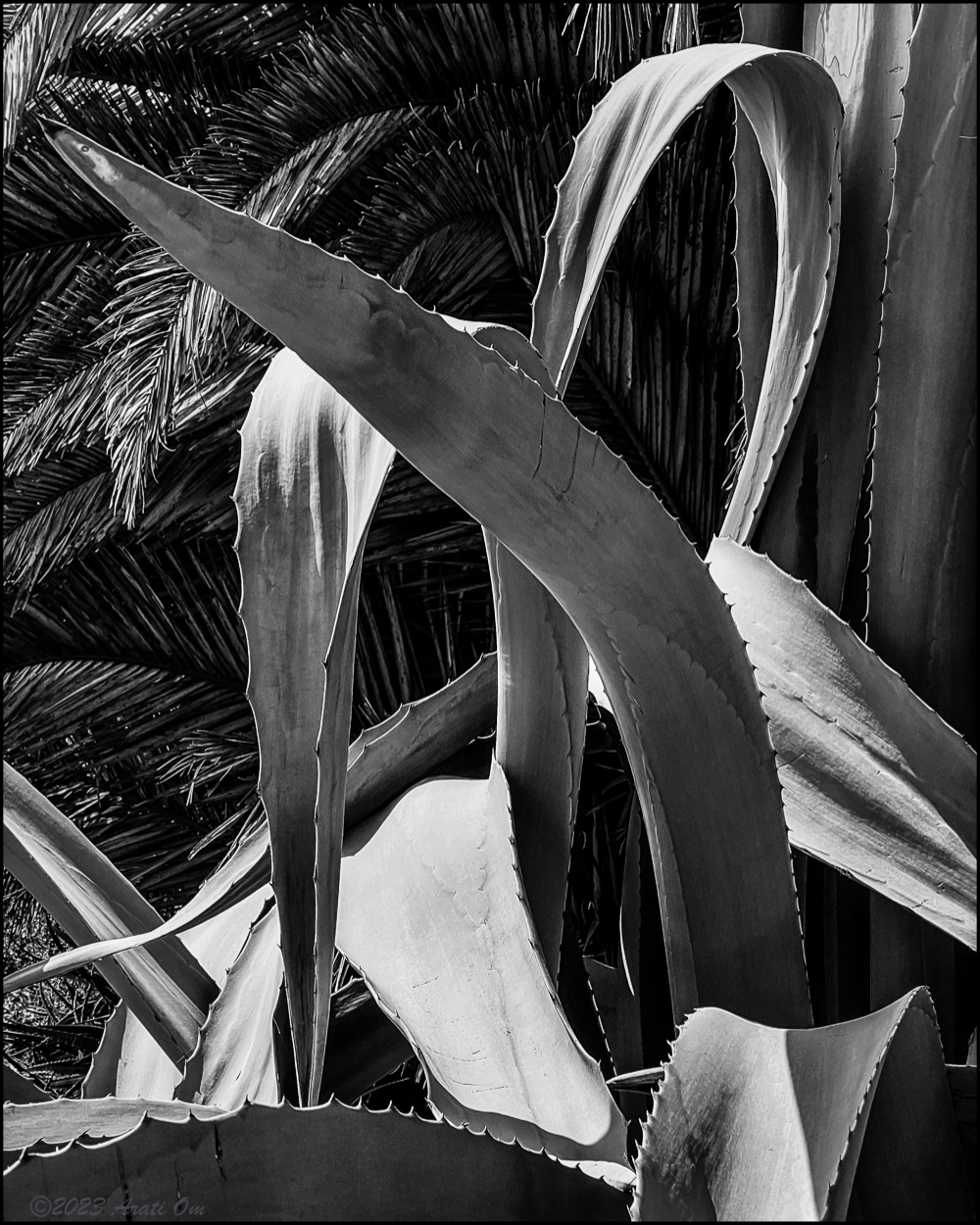 Monochrome Mondays: Maguey