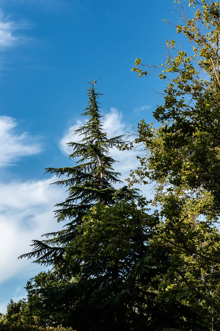 Hawk early morning gift-4923