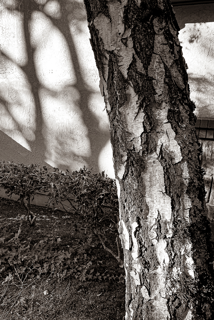 Monochrome Mondays - White Birch-7228-2