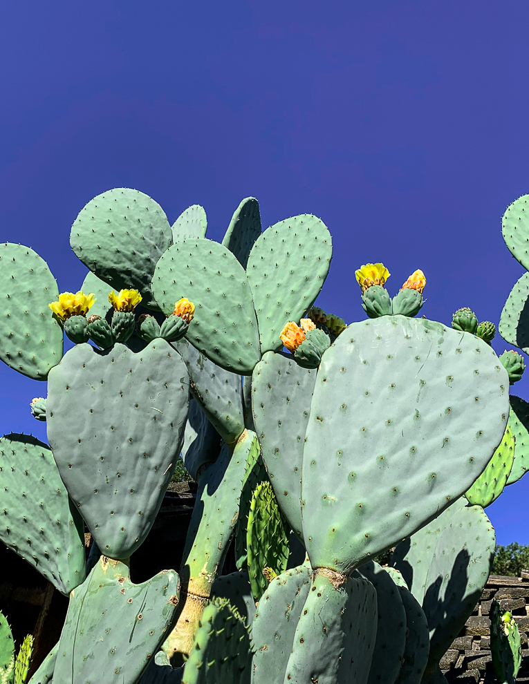 WW-Nopales con tuna-9212-3