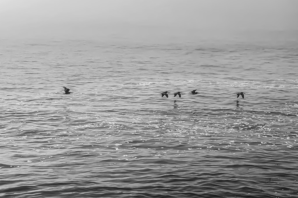 Monochrome Mondays: Low flying at the&nbsp;cove