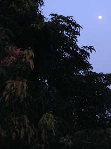 Moon over mango tree, Chennai