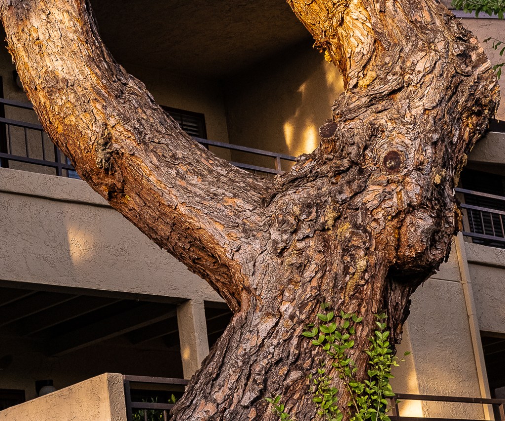 Lens-Artists Photo Challenge #96: Cropping&nbsp;images