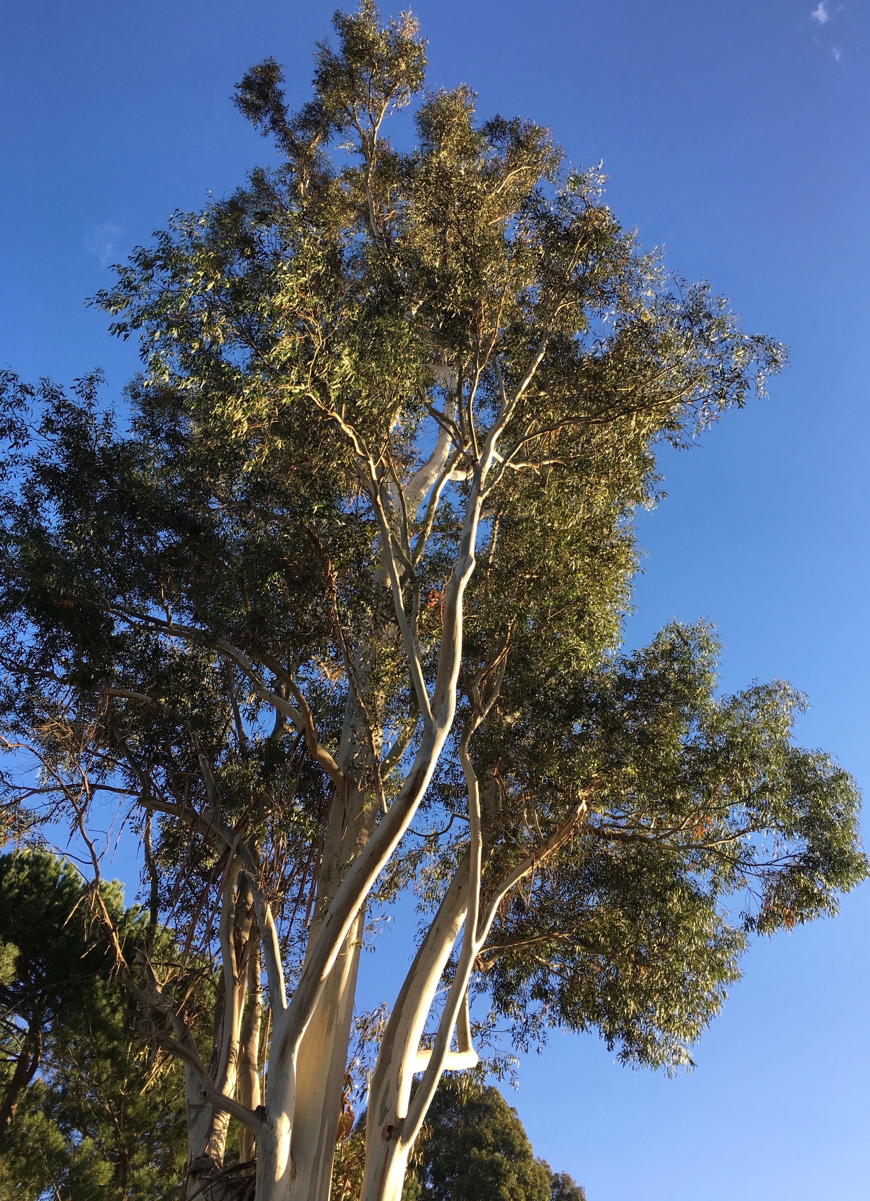 eucalyptus