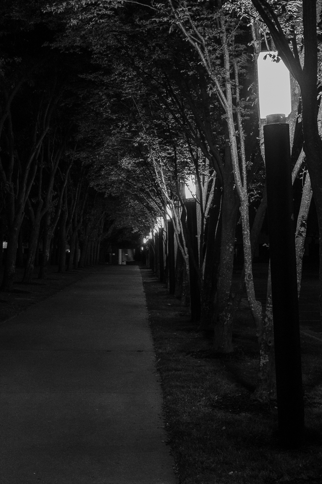 Monochrome Mondays: Lamps lighting a&nbsp;path