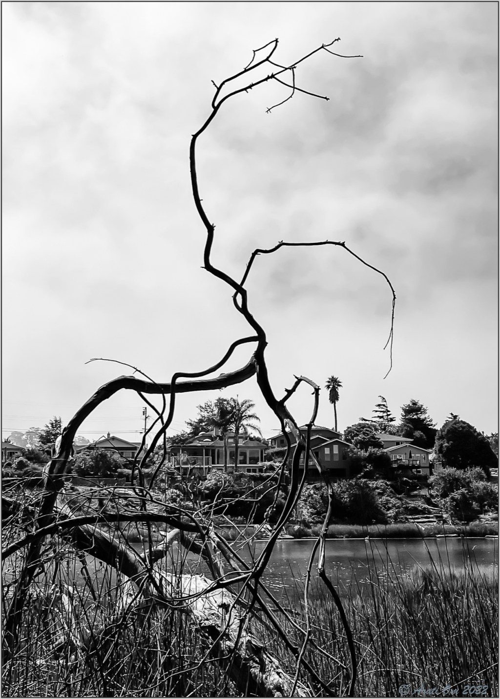 Monochrome Mondays: Corcoran&nbsp;Lagoon
