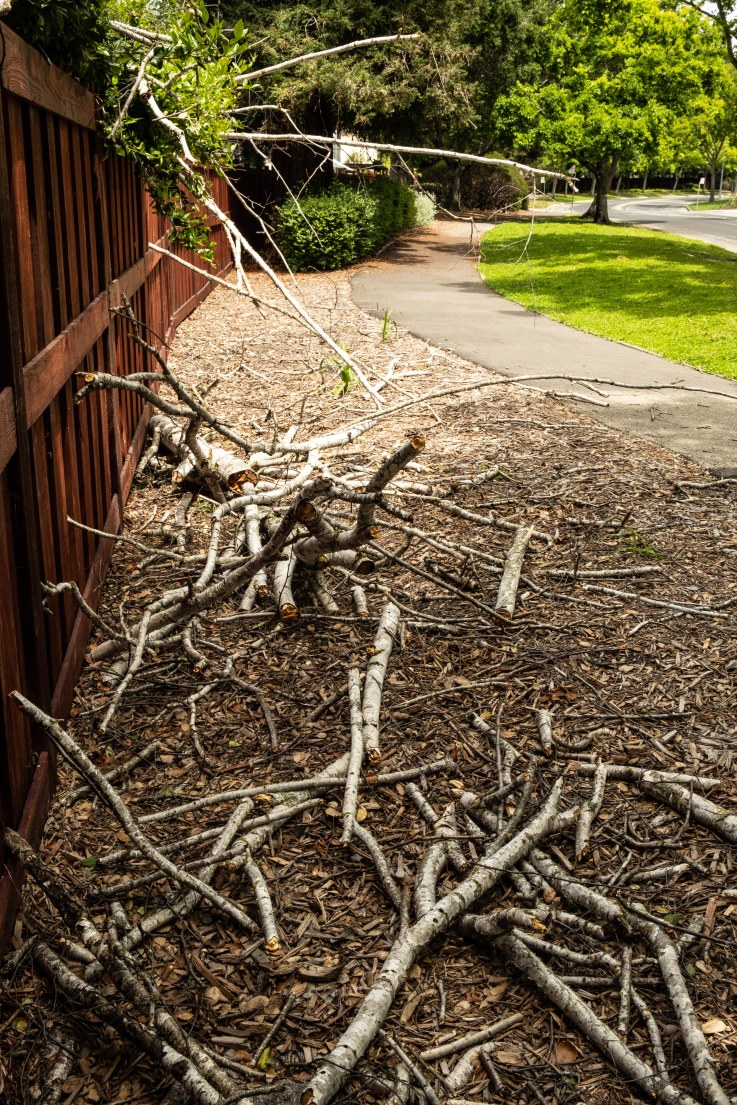 Celebrating Birch trees-1190