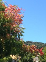 Pistachios, Early Fall 2014