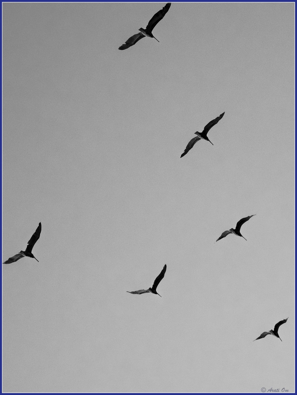 Monochrome Mondays: Pelicans rule the air&nbsp;waves