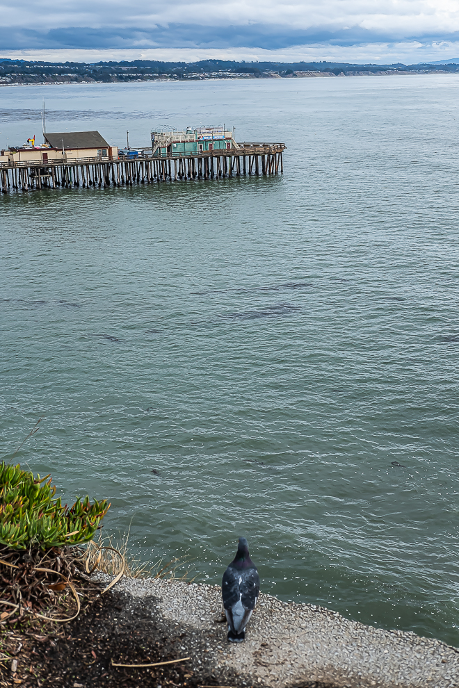Hanging out with the birds - Capitola-5731
