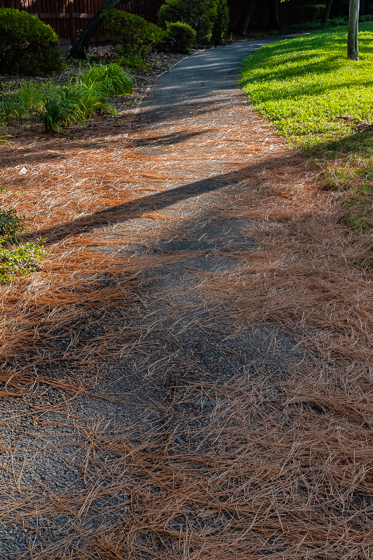 Nature's carpet-4928