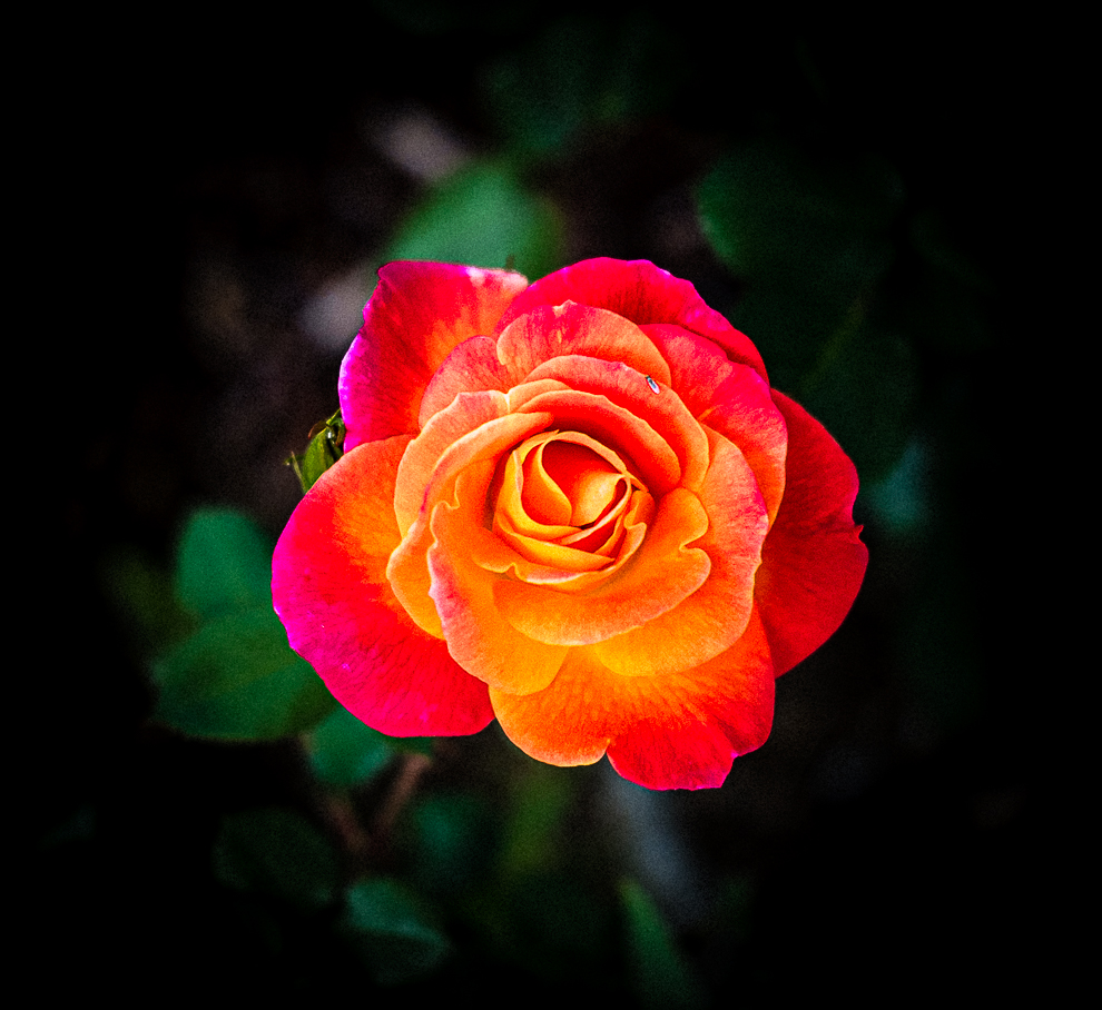 Happy Mothers’ Day – Feliz Día de las&nbsp;Madres