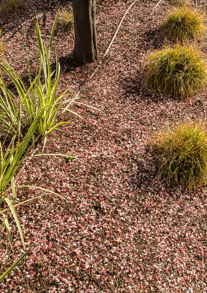 Plum tree after the rain-0737