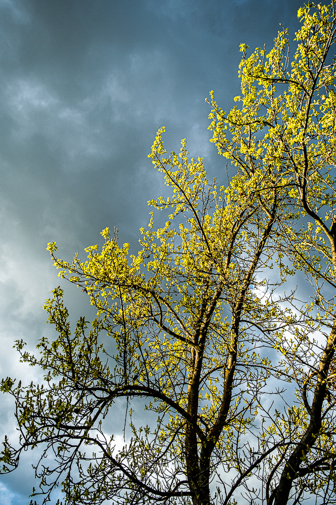 Afternoon highlights on cloudy day-0359