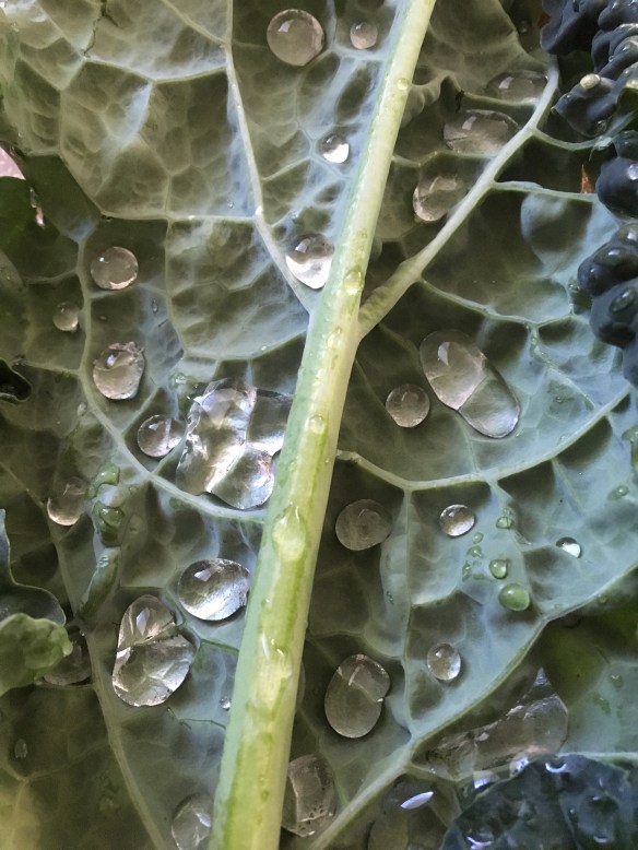 Rinsing Kale