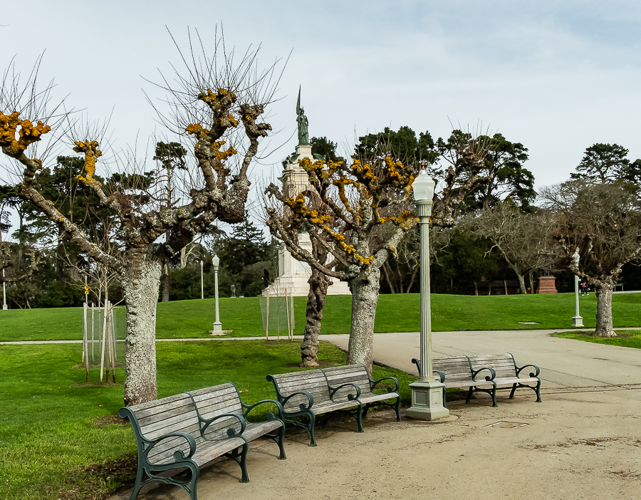 gg park - pollarding-3217