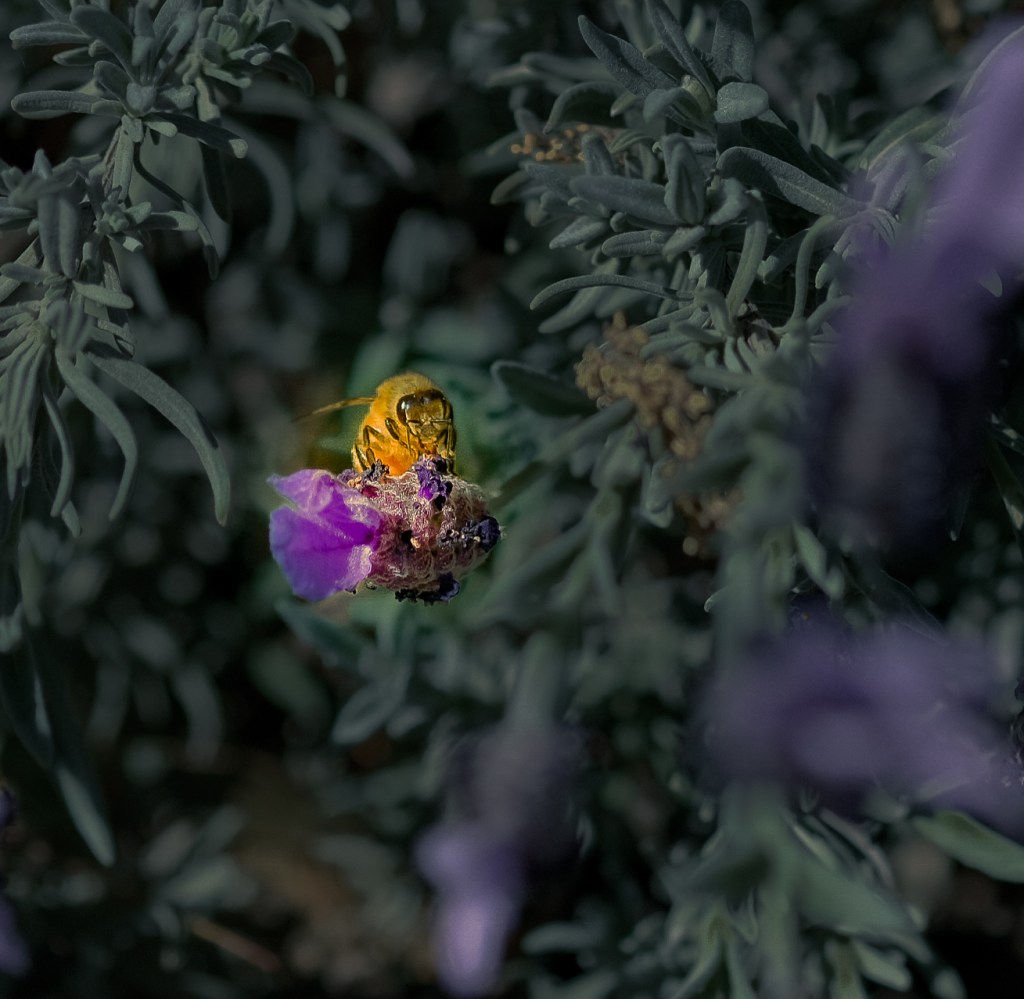 the universe of&nbsp;bees