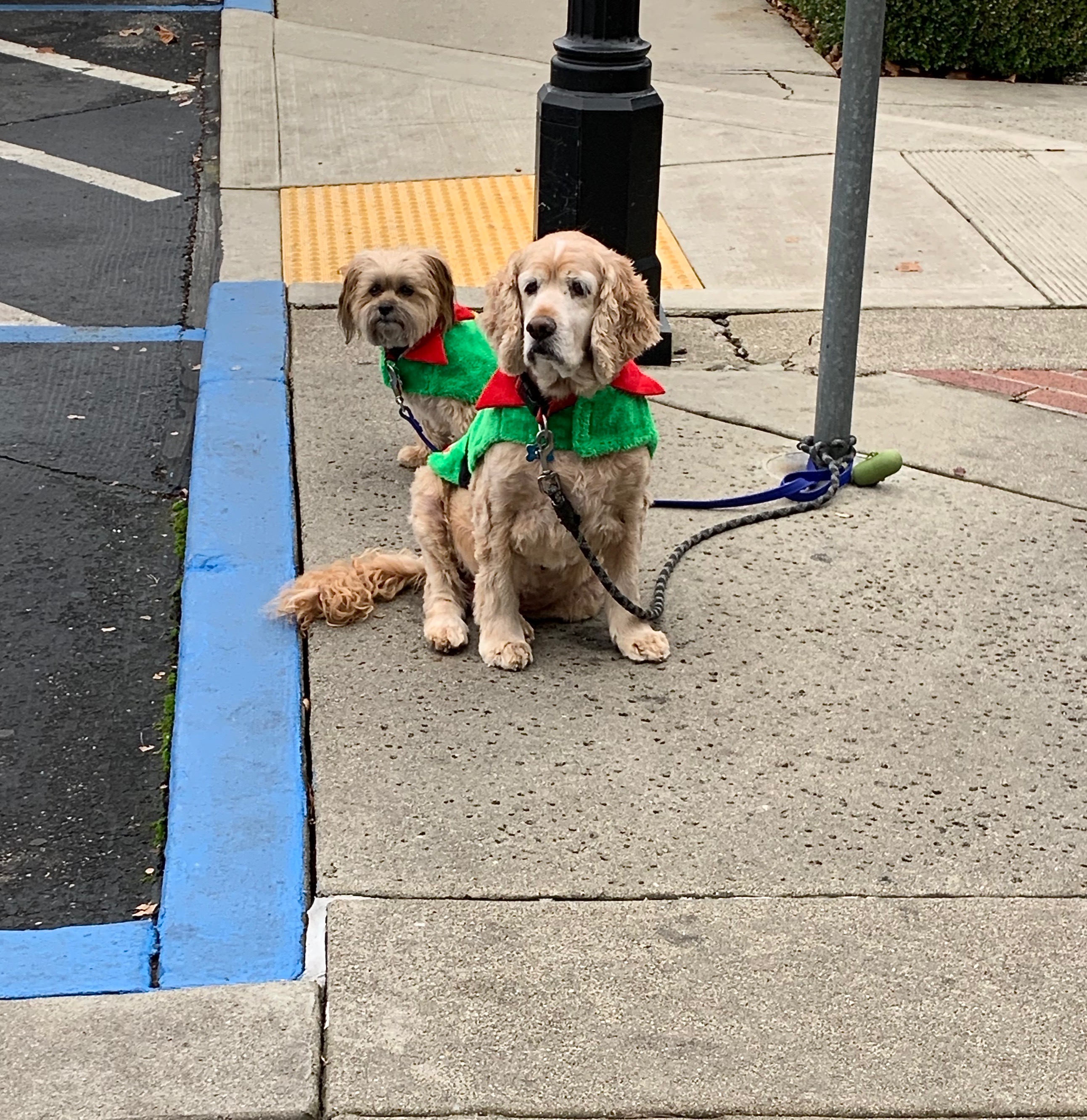 Christmas dogs IMG_8078