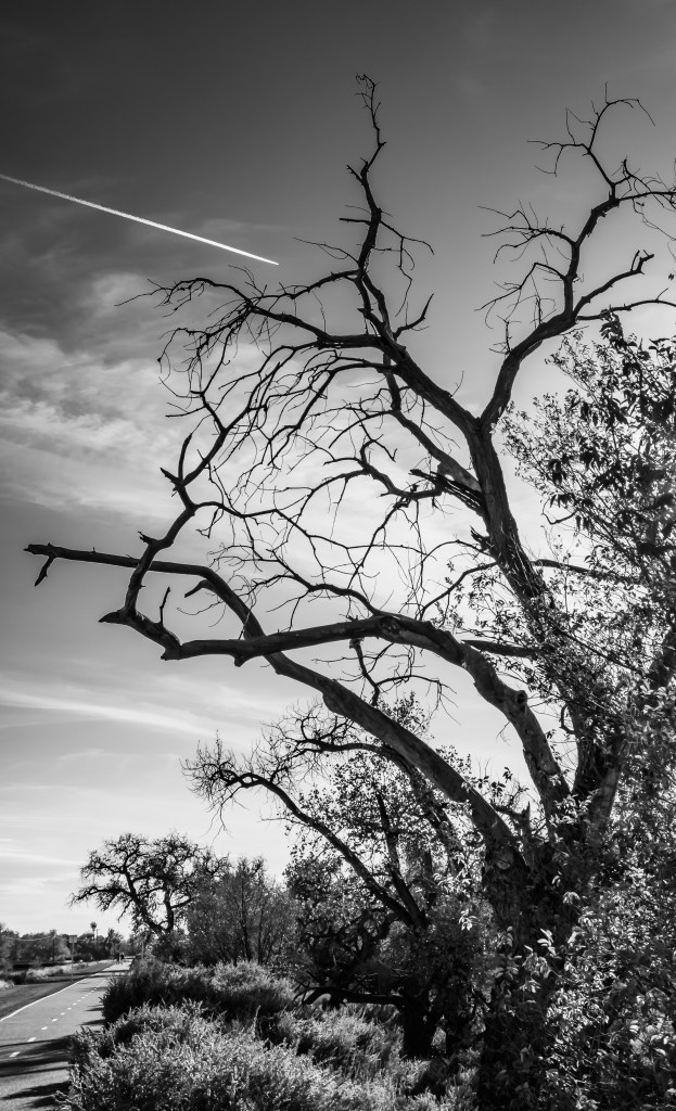 Afternoon along the Rio Grande 1-2831