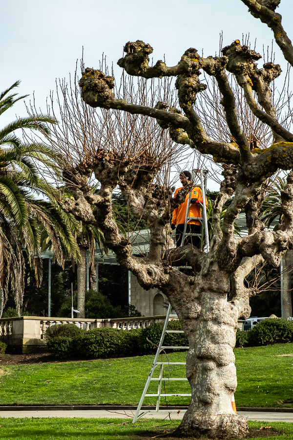 gg park - pollarding-3195