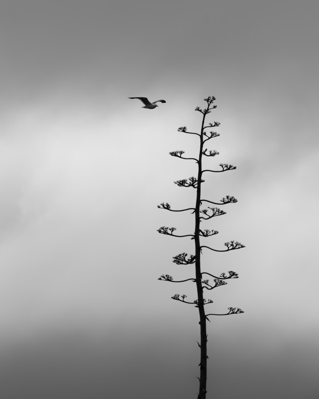 Monochrome Mondays: Foggy morning – seagulls and&nbsp;agave