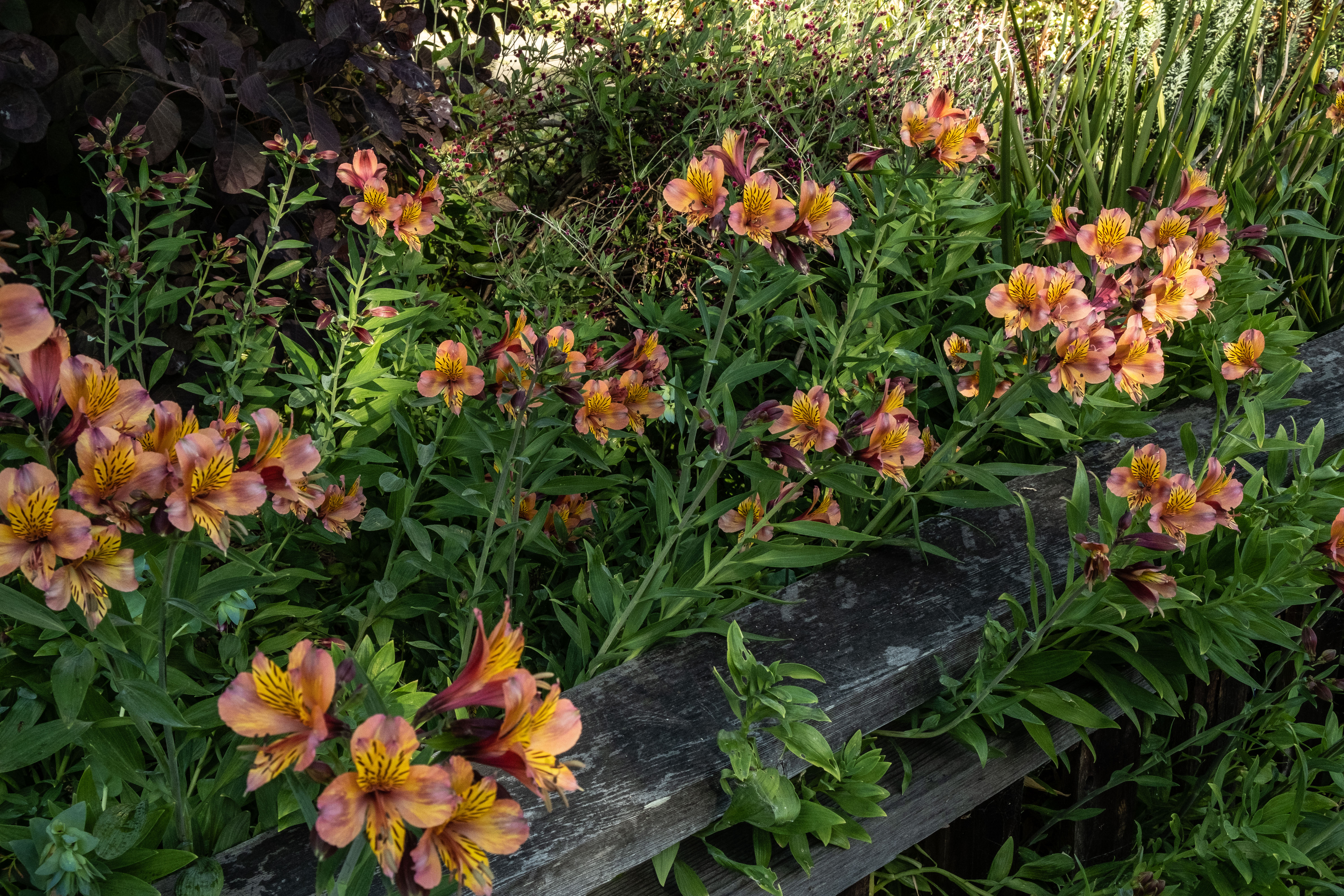 Berkeley stroll-1673